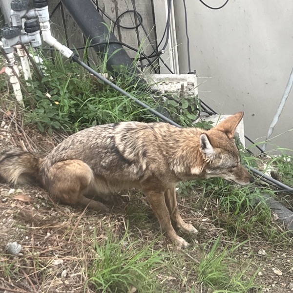 A coyote in an Eastside backyard