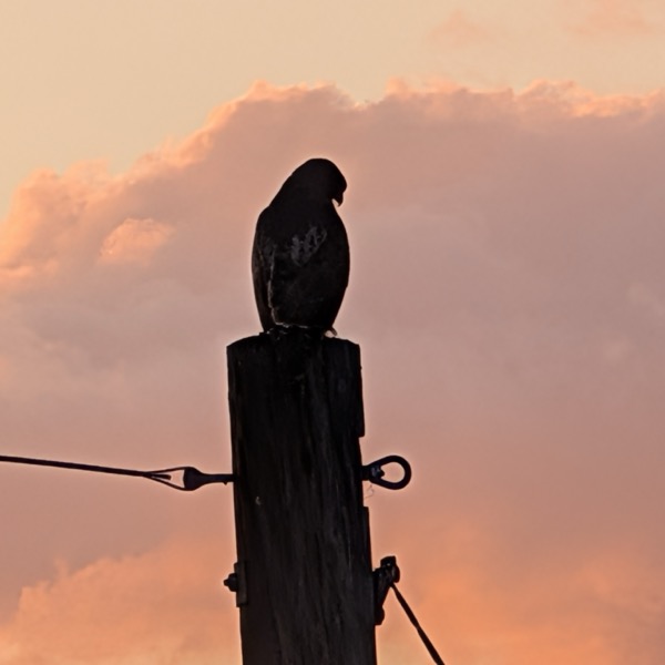 A hawk silhouetted on a pole at sunset