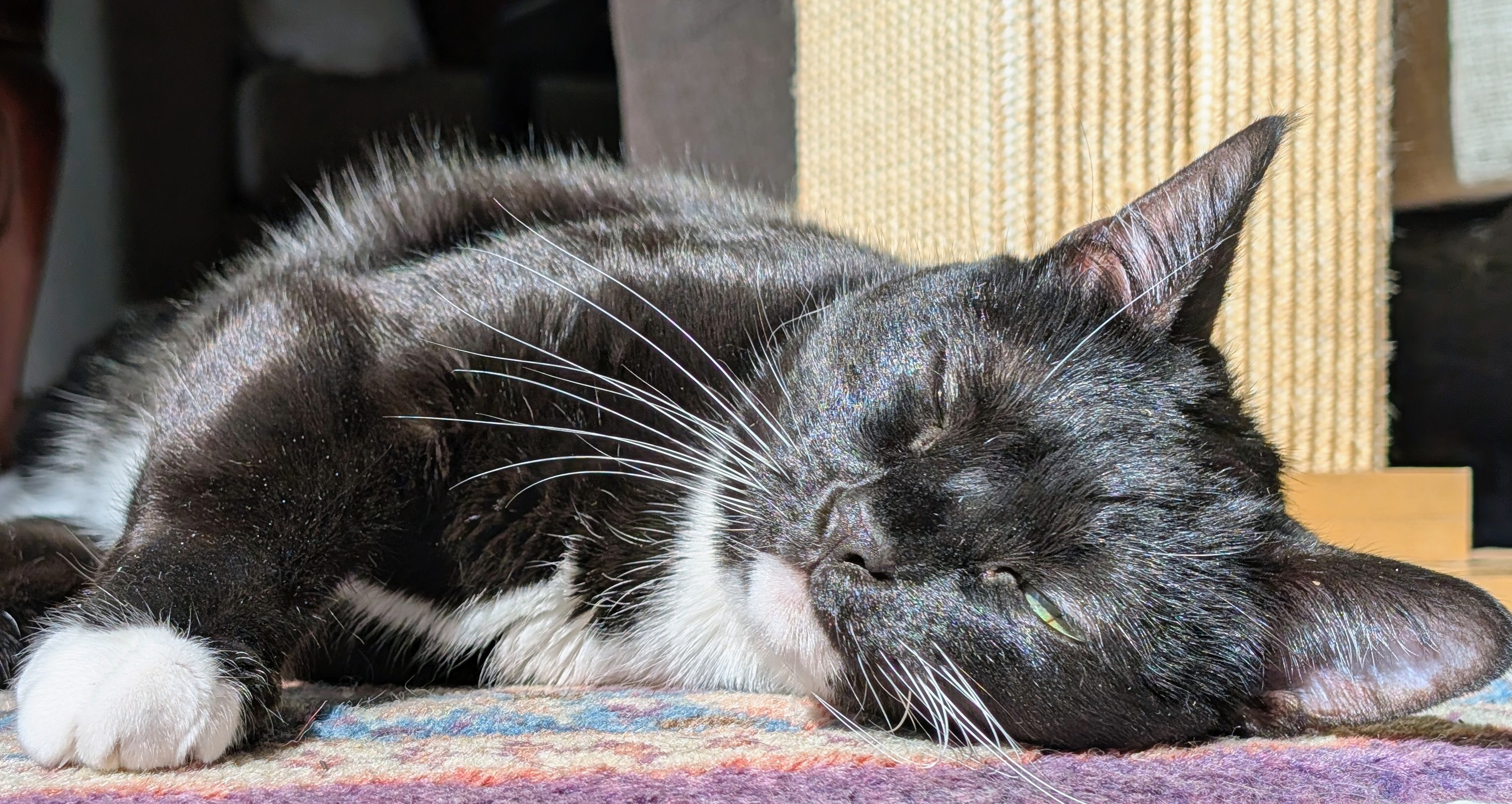 Max's cat soaking up the Eastside light
