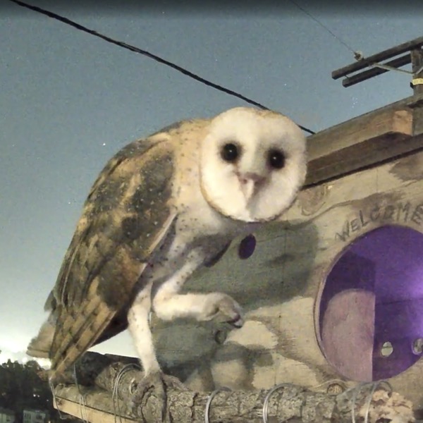 A barn owl perched outside its box at dusk