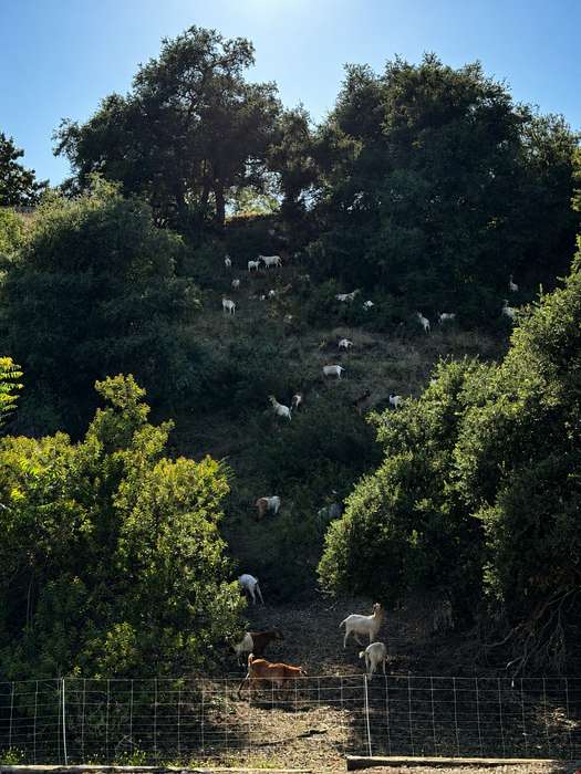 Goats grazing to reduce fire risk in the Pasadena hills