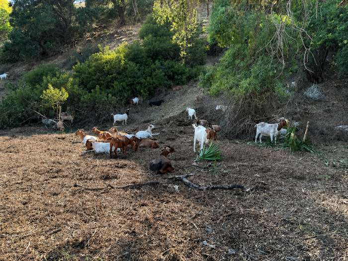 Goats clearing brush on a hillside near Pasadena